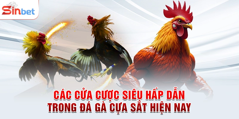Các cửa cược siêu hấp dẫn trong đá gà cựa sắt hiện nay