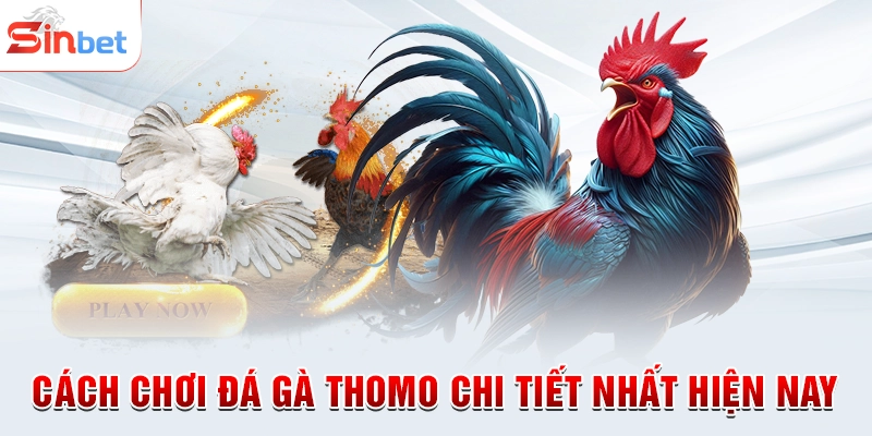 Cách chơi đá gà Thomo chi tiết nhất hiện nay