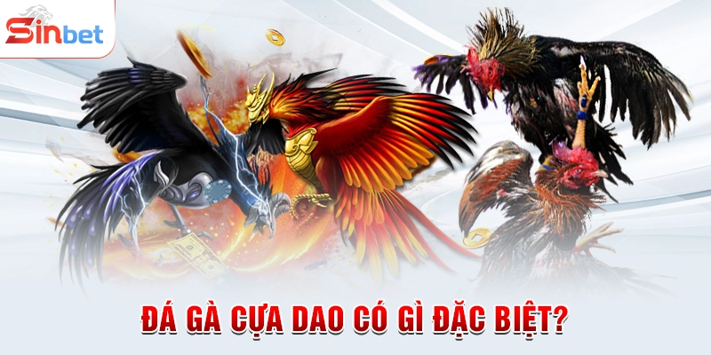 Đá gà cựa dao có gì đặc biệt?