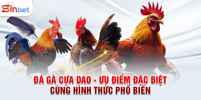 Đá Gà Cựa Dao - Ưu Điểm Đặc Biệt Cùng Hình Thức Phổ Biến