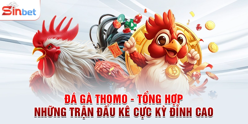 Đá gà Thomo - Tổng Hợp Những Trận Đấu Kê Cực Kỳ Đỉnh Cao