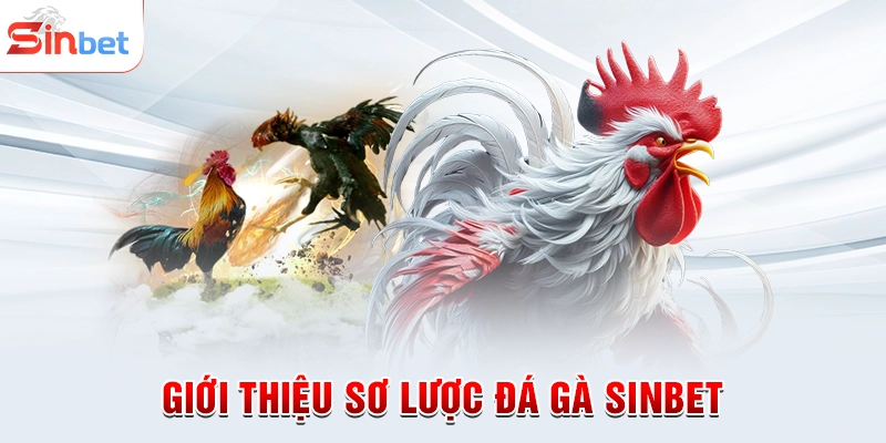 Giới thiệu sơ lược đá gà sinbet