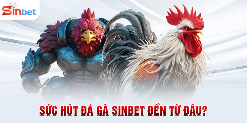 Sức hút đá gà sinbet đến từ đâu?