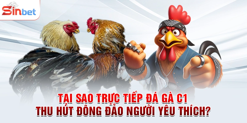Tại sao trực tiếp đá gà C1 thu hút đông đảo người yêu thích?